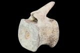 Hadrosaur Caudal Vertebrae - Montana #101798-3